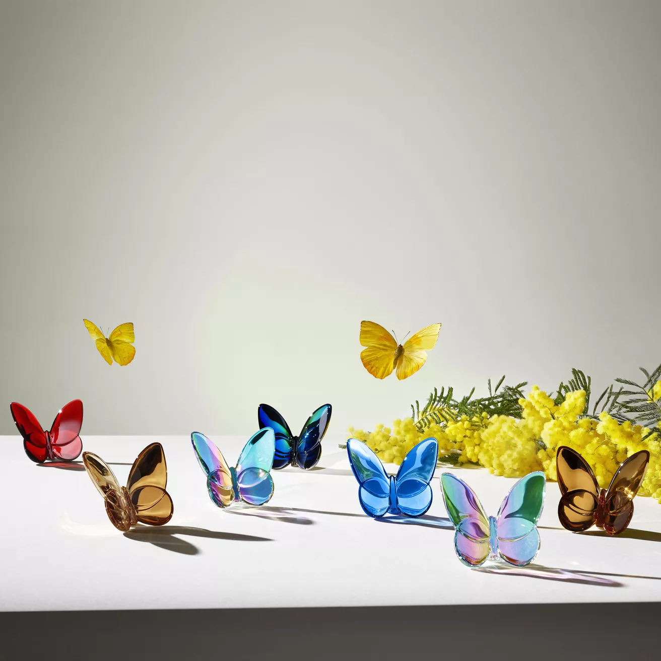 Lifestyle_Papillons.jpg PAPILLON LUCKY IRIDESCENT - Görsel 2